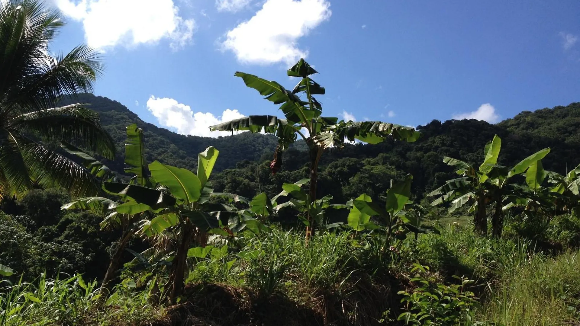 Roots Jungle Retreat Villa Marigot Dominica